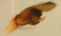 Pachygnatha listeri - male palp (c) Naber
