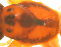 Pachygnatha listeri - prosoma (c) Naber