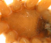 Pachygnatha listeri - sternum (c) Naber