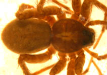 Pardosa amentata - female (c) Schumacher/Kuhlen