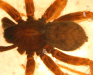 Pardosa amentata - male (c) Schumacher/Kuhlen