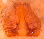Pardosa hortensis - epigynum (c) Schumacher/Kuhlen