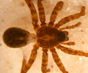 Pardosa hortensis - habitus (c) Schumacher/Kuhlen