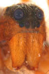 Pardosa lugubris, frontal view (c) Dicke