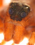 Pardosa lugubris, frontal view (c) Dicke