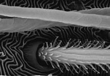 Pardosa lugubris - abdomen hairs (c) ZFMK spider course 2004