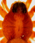 Pardosa lugubris, prosoma (c) Dicke