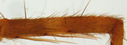 Pardosa lugubris, tibia (c) Dicke