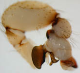Pholcus opilionoides - male palp (c) Lange