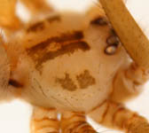 Pholcus opilionoides - prosoma (c) Lange