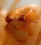 Pholcus phalangioides - chelicerae (c) Ziewer