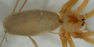 Pholcus phalangioides habitus (c) Ziewer