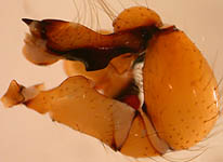 Pholcus phalangioides - male palp (c) Linke/Borggrefe