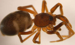 Phrurolithus festivus - habitus (c) Gebert