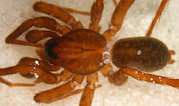 Pirata hygrophilus - male (c) Schumacher/Kuhlen