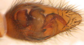 Pirata knorri - male palp (c) Schumacher/Kuhlen