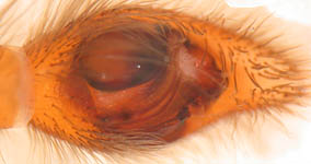 Pirata piraticus - male palp (c) Linke/Borggrefe