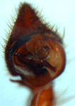 Pisaura mirabilis palp (c) Consul