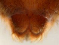 Pisaura mirabilis - spinnerets (c) Consul