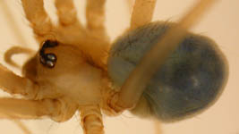 Psilochorus simoni - female (c) Ratering