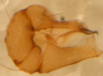 Psilochorus simoni - male palp (c) Linke/Borggrefe