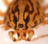 Scytodes thoracica - frontal view (c) Hita Garcia