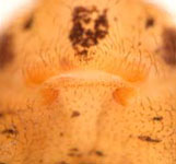 Scytodes thoracica - female external genitalia (c) Hita Garcia