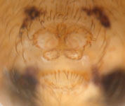 Scytodes thoracica - spinnerets (c) Hita Garcia