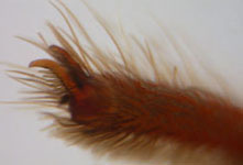 Segestria bavarica - claws (c) Funke