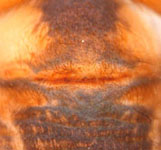 Segestria bavarica - 'epigynum' (c) Funke