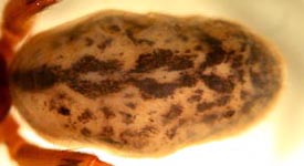 Segestria bavarica - female abdomen (c) Lewrenz