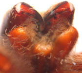 Segestria bavarica - mouth area (c) Funke