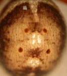 Steatoda bipunctata - abdomen (c) Roesel/Vollmer
