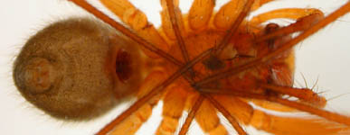 Stemonyphantes lineatus-habitus-ventral (c) Lange