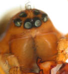 Tapinopa longidens - male chelicerae (c) Mueller