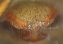 Tapinopa longidens - epigynum (c) Mueller