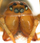 Tapinopa longidens - female eye region (c) Mueller