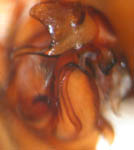 Tapinopa longidens - male palp (c) Mueller