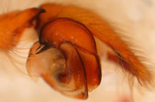 Tegenaria agrestis - palp (c) Mey+Richter