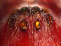 Tegenaria ferruginea - eyes (c) Schwarzer