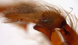 Tegenaria saeva- male pedipalp (c) Schwarzer