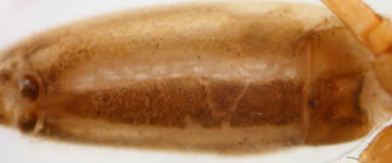 Tetragnatha extensa-abdomen (c) Lange