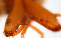 Tetragnatha extensa-cheliceres (c) Lange