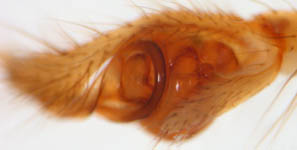 Tetragnatha extensa-palpus (c) Lange