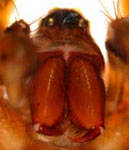 Textrix denticulata - frontal (c) Schwarzer