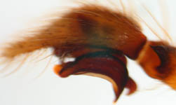 Textrix denticulata - male palp (c) Hinz