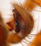 Textrix denticulata - male pedipalp