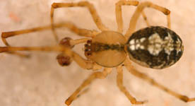 Theridion varians - male (c) Linke/Borggrefe