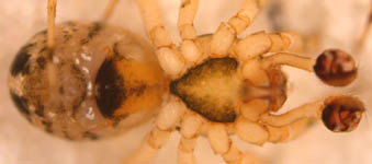 Theridion varians - male (c) Linke/Borggrefe