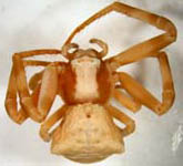 Thomisus onustus, habitus (c) Mpangara